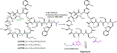 Daptomycin Basicmedical Key