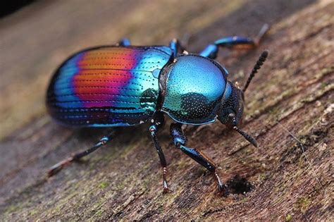 347 Best Beautiful Beetles And Bugs Images On Pinterest Butterflies Beetles And Bug Insect