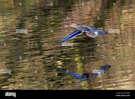 female mallard duck flying Stock Photo - Alamy