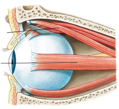 Eye Muscles Medial View Diagram Quizlet