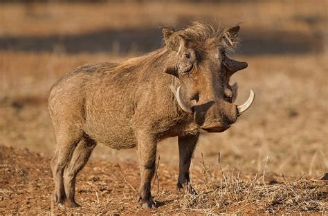 Warthog Phacochoerus Africanus African Animals African Wildlife