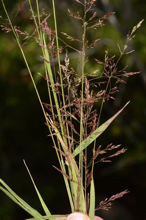 Agrostis stolonifera (Poaceae) image 132916 at PhytoImages.siu.edu