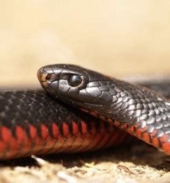 Red-Bellied Black Snake - Snake Facts