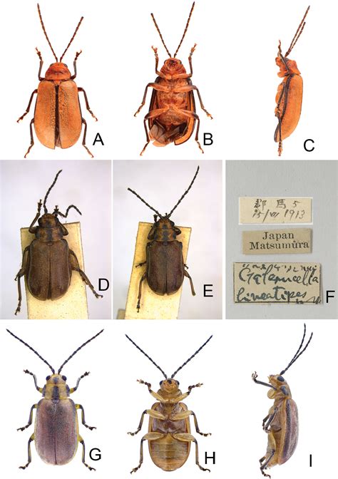 Revision Of The Genera Xanthogaleruca Laboissière 1932 And Pyrrhalta Joannis 1865 Coleoptera