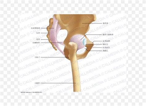 Iliopectineal Line Hip Pelvis Iliofemoral Ligament Anatomy, PNG ...