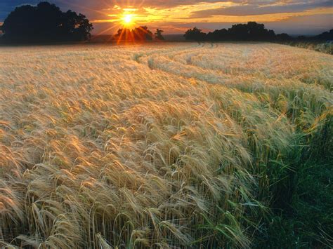 Expert Choices Grasses In Colour General Photo Contest