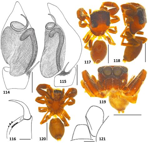 Somatic Morphology And Copulatory Organs Of The Holotype Male Of