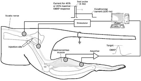 Schematic Diagram Of The Placement Of Stimulating And Recording Download Scientific Diagram