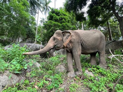 Koh Samui Elephant Sanctuary We Love Koh Samui