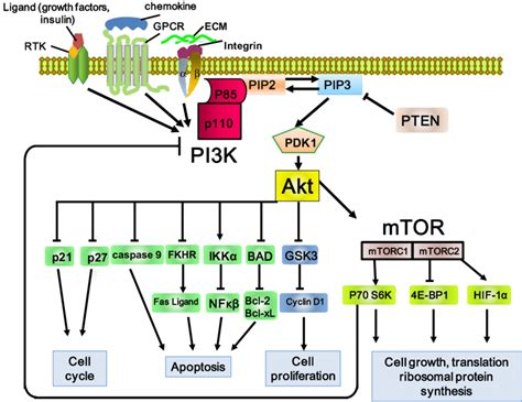 Schematic Representation Of The Pi K Akt Mtor Pathway The Pi K Pathway