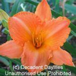 Celestial Peach Decadent Daylilies Australia