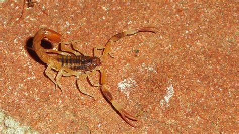 Con La Llegada De Altas Temperaturas Advierten Por Arañas Y Alacranes