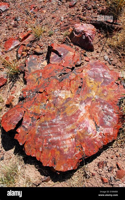 Petrified Wood Log colorful cross section. Petrified Forest National Park, Arizona, USA Stock ...