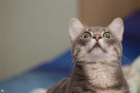 lol cat wallpaper  images