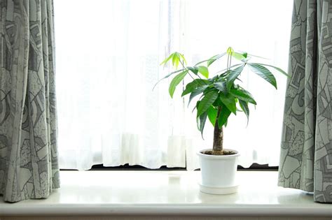 ¿Dónde poner la planta de la prosperidad para atraer el dinero?