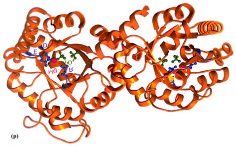 A Multiple Sequence Alignment Of M Tuberculosis Hypothetical Protein