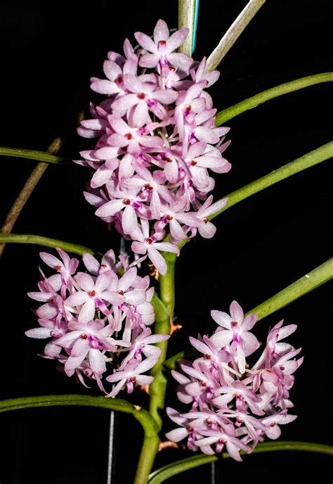 The RHS Orchid Committee On Twitter Vanda Ascocentrum