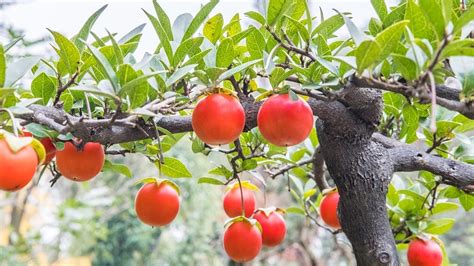 How To Grow Bonsai Fruit Trees Waysto Digital