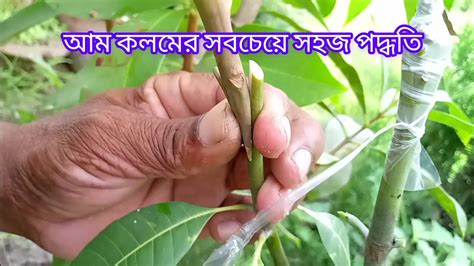 Method Of Side Grafting Of Mango Tree