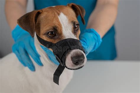 A Veterinarian Examines A Jack Russell Terrier Dog Wearing A Cloth