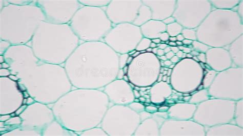 Stem of Monocotyledon Transversal Section Cut Under the Microscope 200x Stock Footage - Video of ...