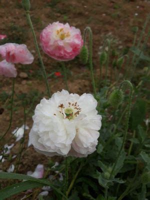 Coquelicots Des Champs En M Lange U Le Semeur Bio Locavor Fr