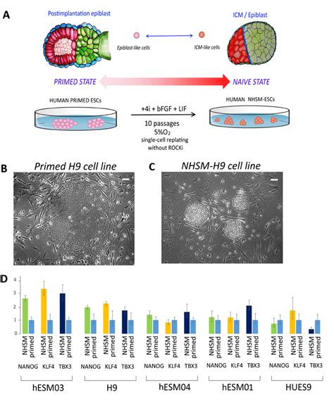 Nhsm Hescs Reprogramming And Characterization A Schematic Download Scientific Diagram