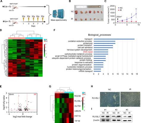 Ruvbl Ubiquitination By Dtl Promotes Ruvbl Catenin Mediated