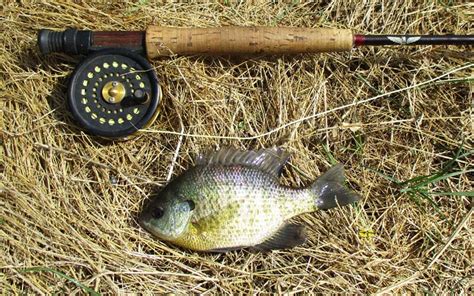 Fly Fishing for Panfish - The Fishing Wire