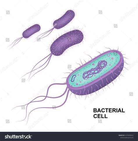 Vector Bacterial Cell Anatomy Isolated On Stock Vector (Royalty Free) 1674329410 | Shutterstock