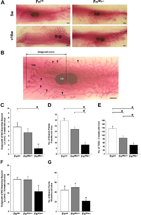 Figure 1 From Conditional Knockout Of Fibronectin Abrogates Mouse