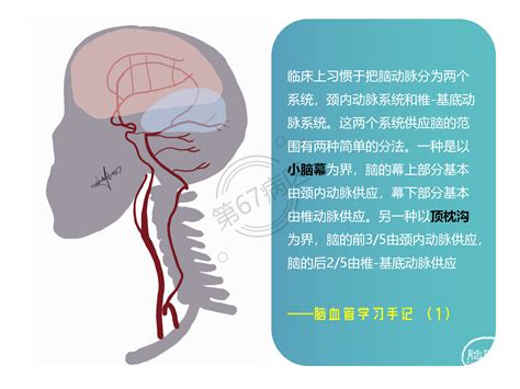 【一图一句】前后循环如何划分？ 脑医汇 神外资讯 神介资讯