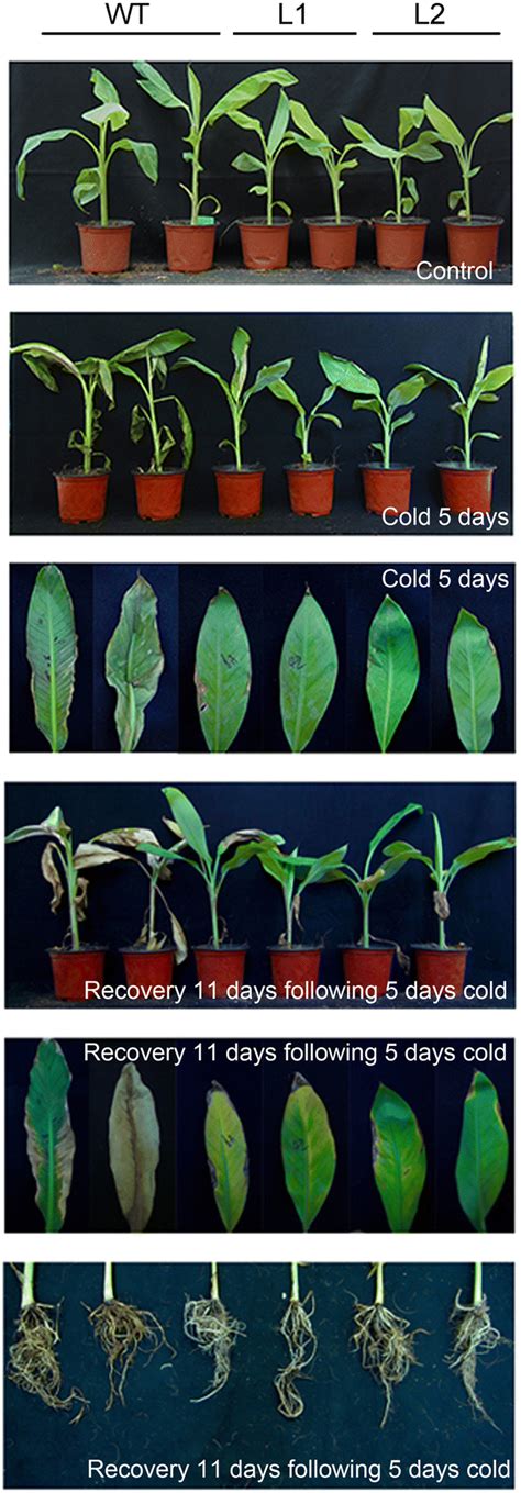 Comparison Of Phenotypic Differences Between Wt And Transgenic Lines Download Scientific