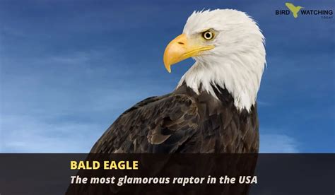 Why Do Bald Eagles Have White Heads Bird Watching Today