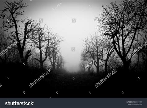 Mysterious Foggy Path Nowhere Dark Forest Stock Photo 1860837751 ...