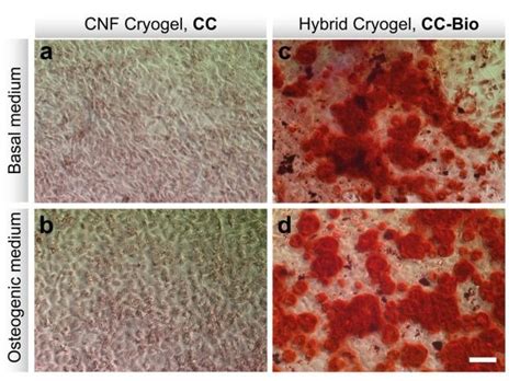 Mineralization Assay With Alizarin Red Staining Of Mc3t3 E1 Cells