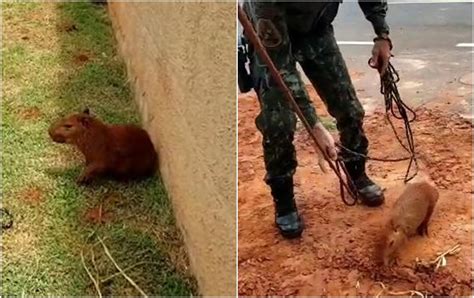 Filhotes De Capivara Caem Em Buraco E S O Resgatados Pela Pol Cia Em