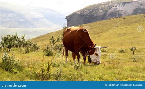 Colored Landscape Photo Of Nguni Cow In The Drakensberg Mountains