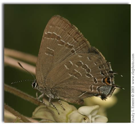 Hickory Hairstreak Satyrium Caryaevorum