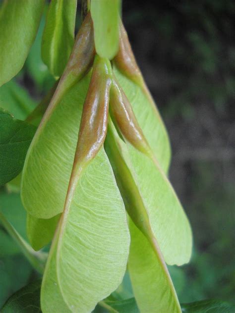 Boxelder Seed Pods In July Photograph By Kent Lorentzen