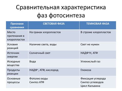 Этапы фотосинтеза таблица фото - PwCalc.ru