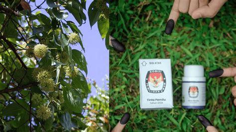 Mengenal Tumbuhan Gambir Bahan Tinta Pemilu 2024 yang Kaya Manfaat