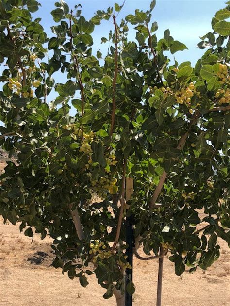 25 Pistachio Seeds From Kerman Pistachio Tree Grown in | Etsy