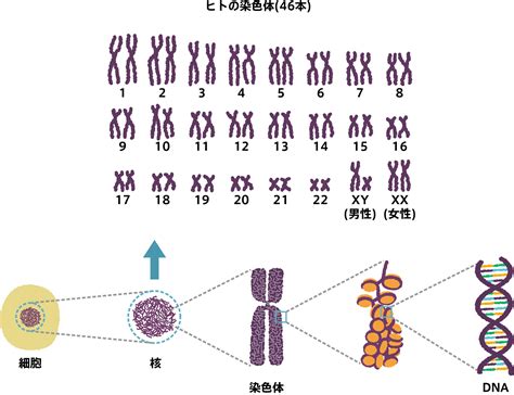 遺伝について Ahp Info