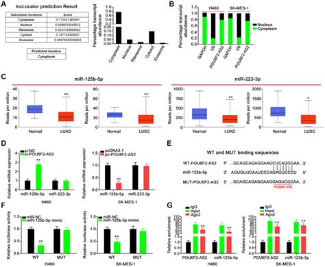 Long Noncoding Rna Pou6f2 As2 Contributes To The Aggressiveness Of