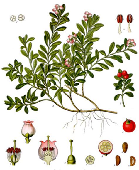 Gayuba - Enciclopedia Médica Ferato