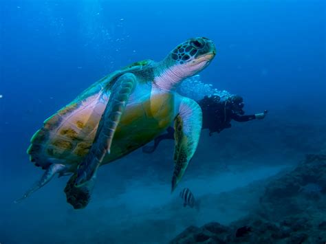 Buceo con tortugas en Abades - Una experiencia única para toda la familia