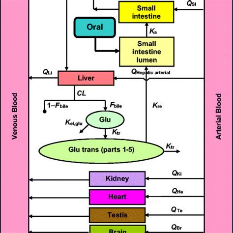 Schematic Of The Physiologically Based Pharmacokinetic Pbpk Model For