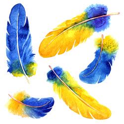 Watercolor Feather Set Royalty Free Vector Image