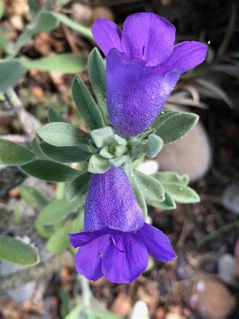 Plantfiles Pictures Eremophila Species Blue Bells Blue Emu Bush